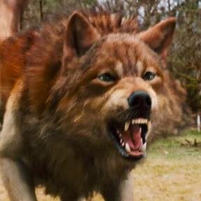 Wolvestolove's profile picture. you follow me i follow u and i love wolves of any type and i'm a soccer person and hockey kind of girl