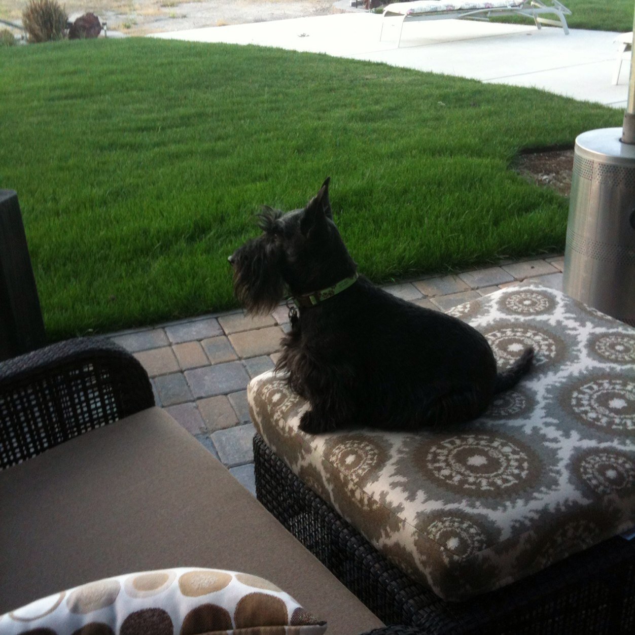 scottie33dogmom's profile picture. 