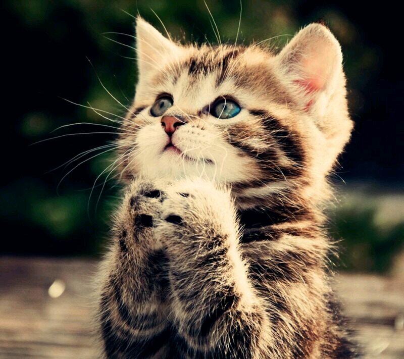 brendst's profile picture. 