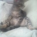 Mitchell McNeill  - @kuddarugg - Twitter