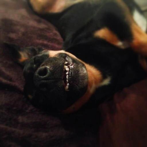 Pootmaster General of Khandallah. Lover of kisses and (some) humans.
