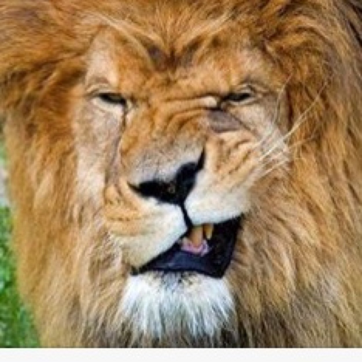 thecatchh's profile picture. 50 years a LION
  Yeaaaaaah baby