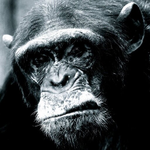 T_Glave's profile picture. 