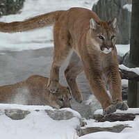 Linda Hogan (@lindahoganwrite) 's Twitter Profile