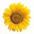 uniopoblenou's profile image