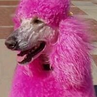 I am a  Standard Poodle Mom, & Gastric Bypass 7/25/12 patient. #320 HI, #246 @ surg, #170 now, Thank you GOD!!!!
