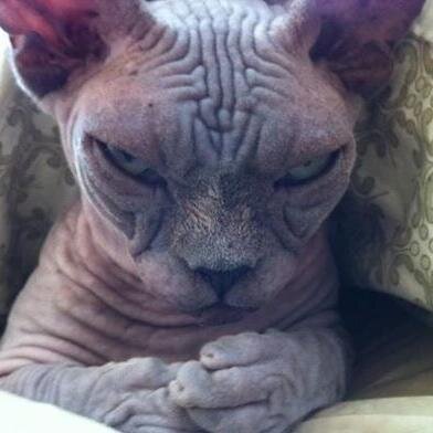 stef_dbzcrew's profile picture. Connard