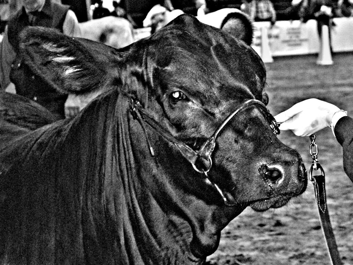 We focus our news, spotlight our photos, and cover important information solely on the Brangus breed here in the Sunshine State.