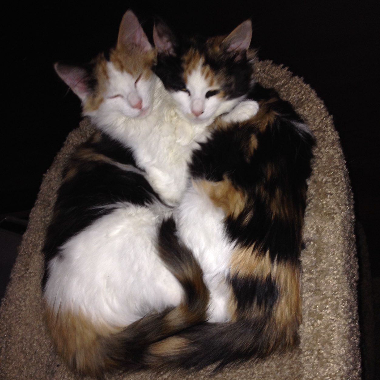 Calico sisters. We love meeting new friends from all over the world! Big Sisfur is @LucyLuCats
