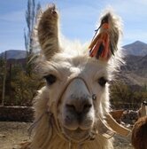 Viaja libremente por NOA Norte de Argentina. Hoteles, restaurantes y ocio. Patrimonio de la Humanidad por UNESCO.