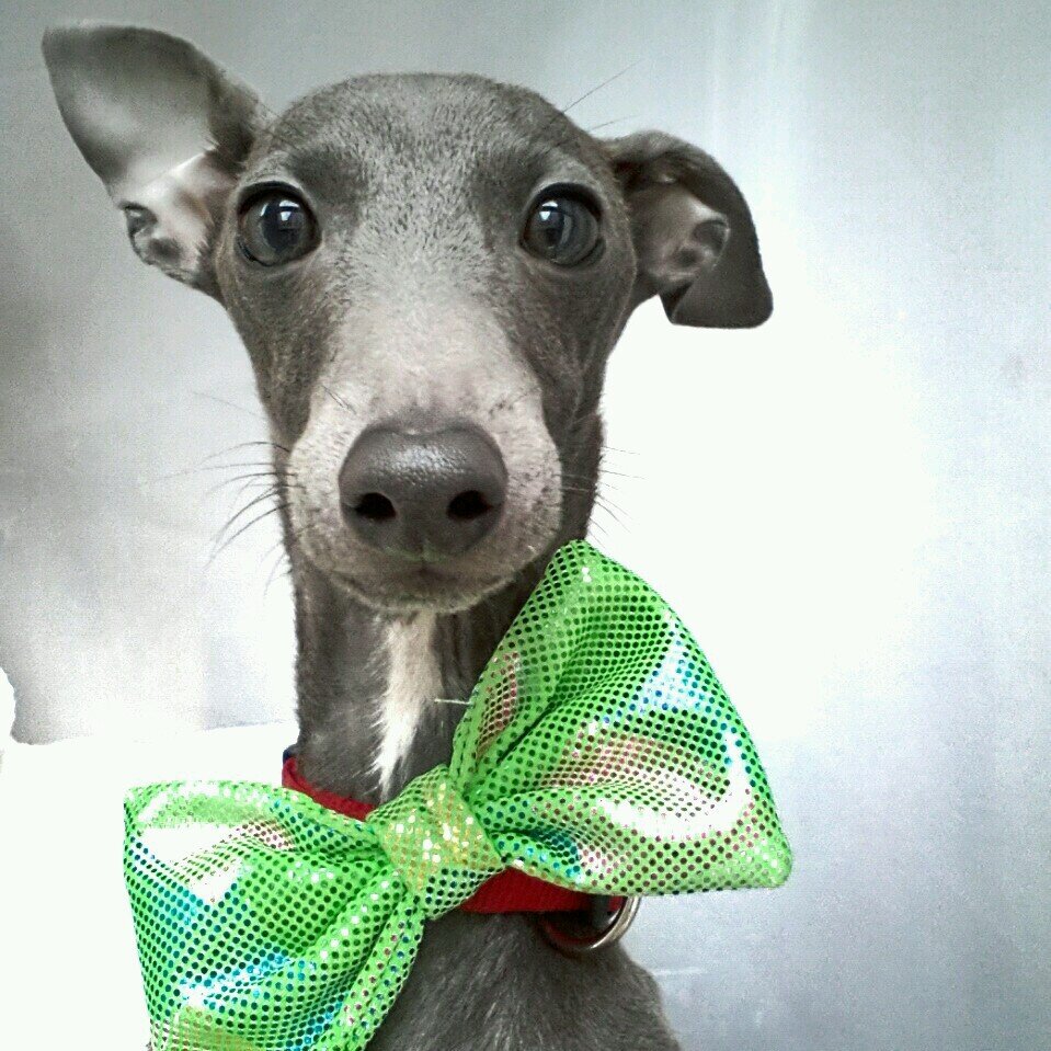 Italian Greyhound. Instagram @brandotheiggy