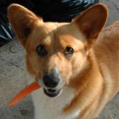 lessercorgi's profile picture. Emeritus professor of Corgŵnology who will try his best to keep you from going to the dogs.