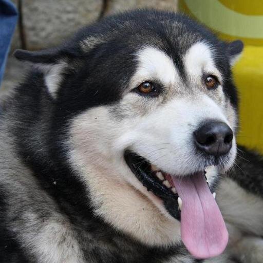 esllopverd's profile picture. Pasión por el deporte y la fotografía . Practicante, gestor, organizador, entrenador, juez, colaborador de https://t.co/n7RFFfITGp y lo que se tercie...