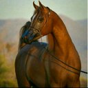 فاضل العنزي (@5787fdd5f47544f) Twitter