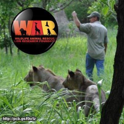 WAR_Rescue's profile picture. Committed to the rescue,rehabilitation,sanctuary of endangered predators. International census/research on Lions. WAR Rehabilitation Reserve