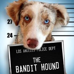 A lovable dog named Bandit starts stealing cash to help his adopted family, he unwittingly sets them on a collision course with his dangerous ex-partner.