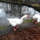 Daniel Brindle - @MrDannyBrindle - Twitter