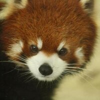 ノブイチ (@panda0038) 's Twitter Profile Photo