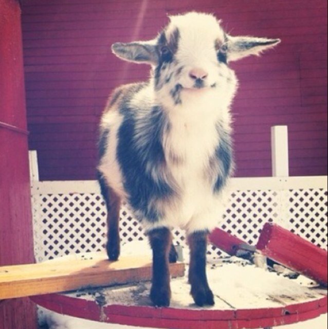 Taylor_Buck69's profile picture. I dont know I just like Pizza