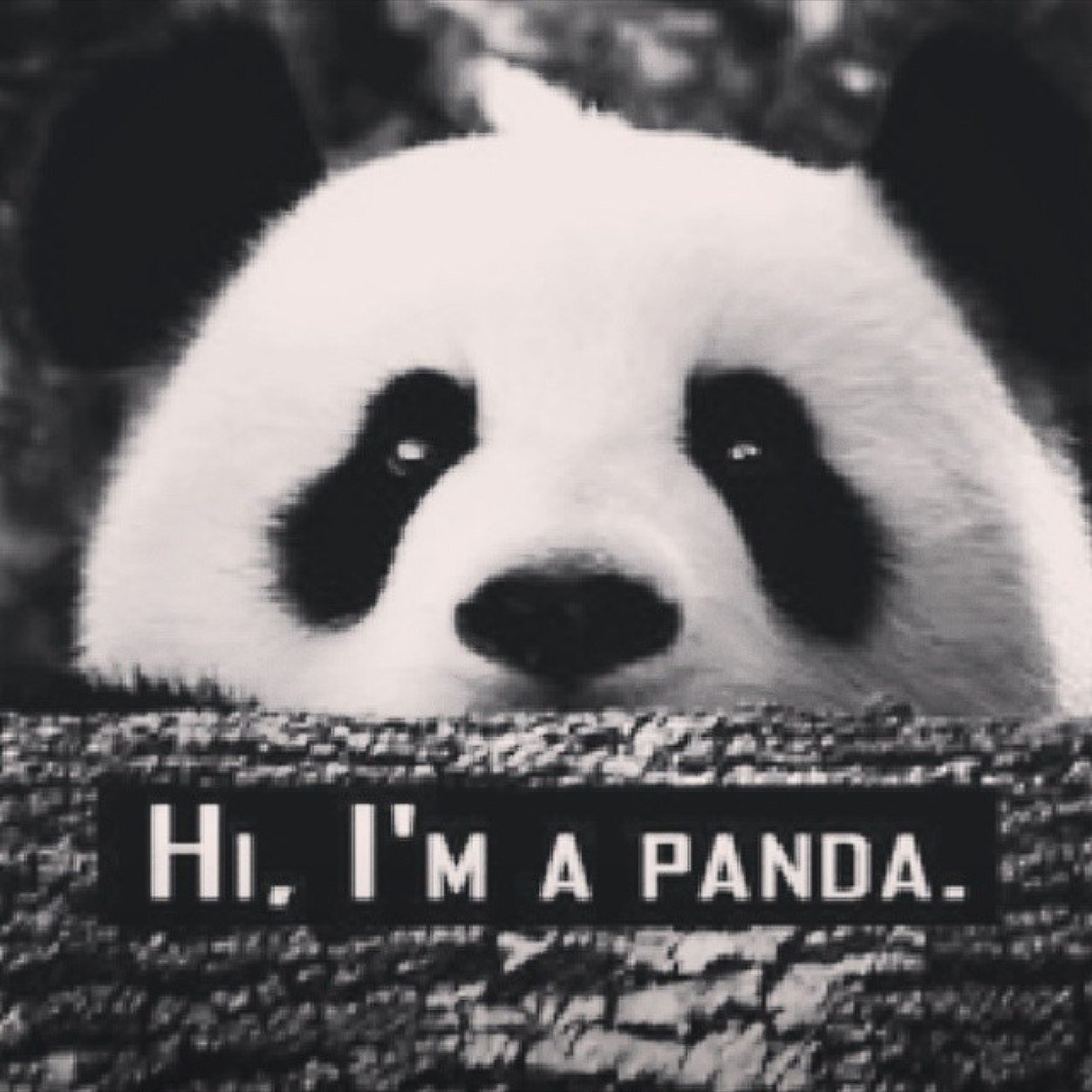 Just call me pandy