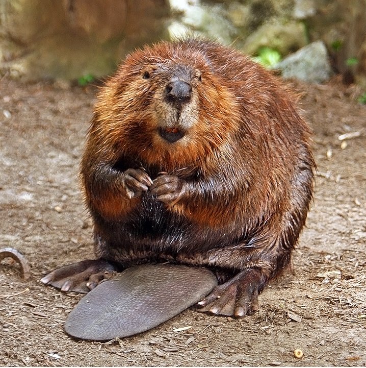 Are you a beaver? Because those buck-teeth be like DAM