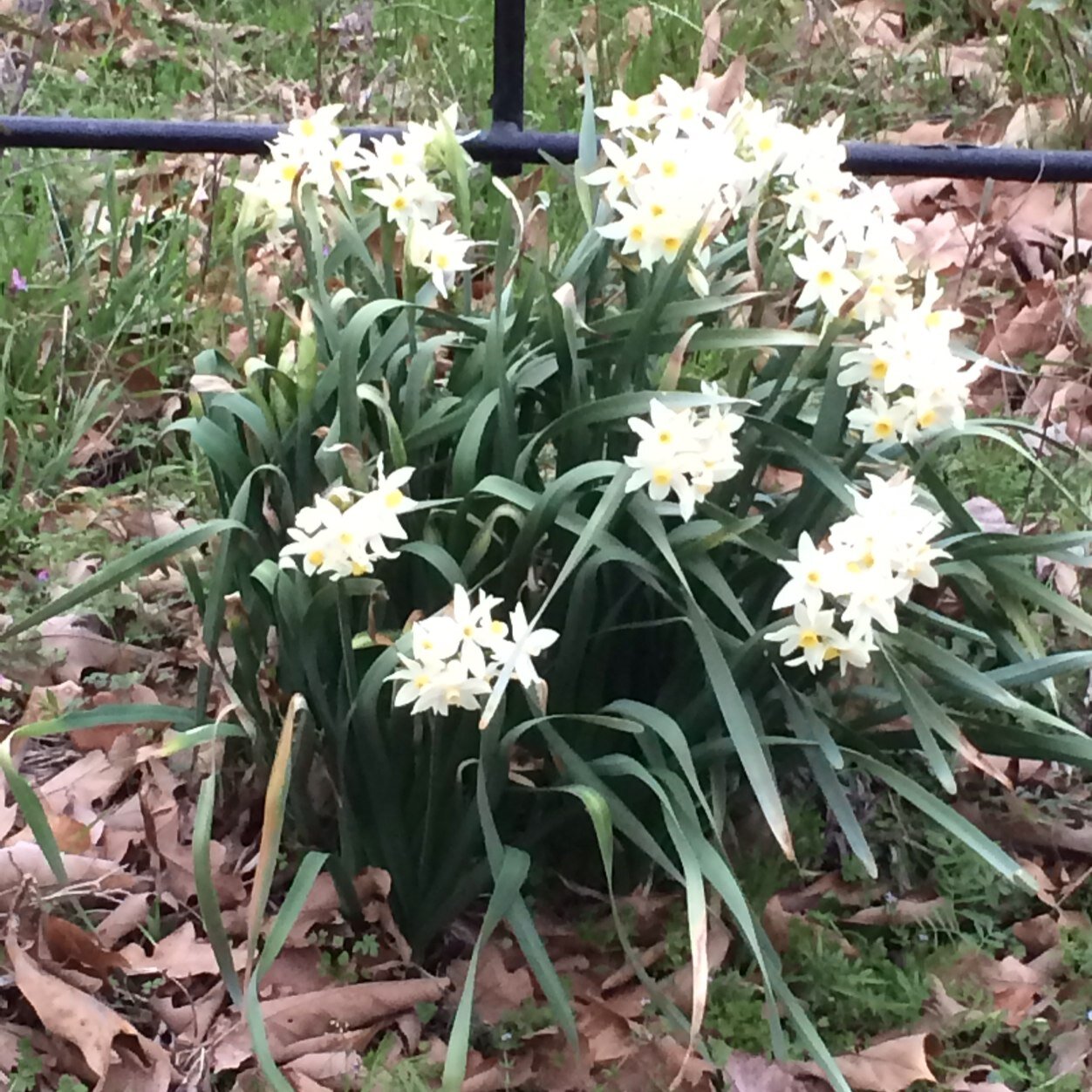 HouseOfEasley's profile picture. 