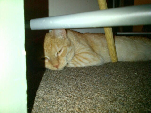 blizzyOG's profile picture. 04.27.20133 #ifollowback #CoDghosts #hellafaded