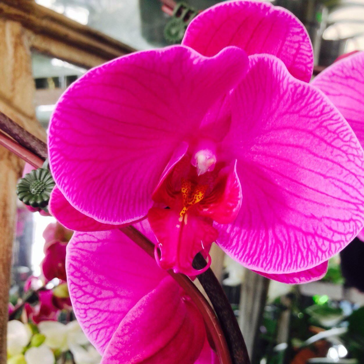 lomonacos's profile picture. 