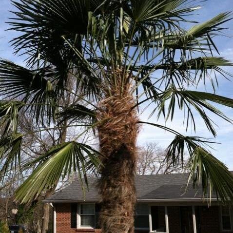 Bringing Cold-Hardy Palm Trees to Middle Tennessee and other varieties for outdoor or indoor use.