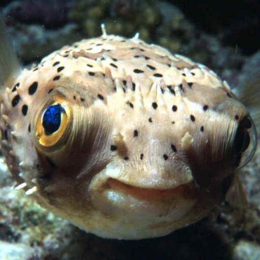 Interested in custom aquariums and ponds? We specialize in marine,  reef, and koi.  Follow us if you love fish, pets, critters, and have a zest for life!