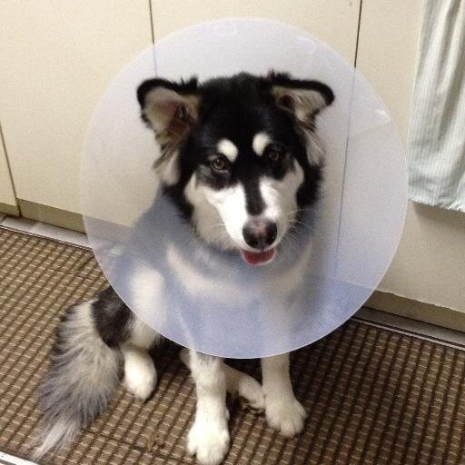 vowelguy's profile picture. A Canadian West Coast gamer streaming game play to share with others.