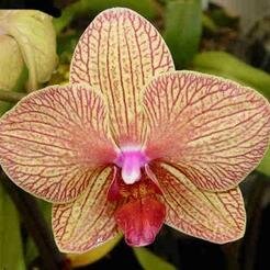 We are the premier Orchid and tropical supplier for anyone in the US Check us out at http://t.co/hv1hbtKgPx, or at our store sites on Amazon, eBay, and Bonanza.