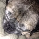 Olivia | Epic Me (@59061pets) Twitter