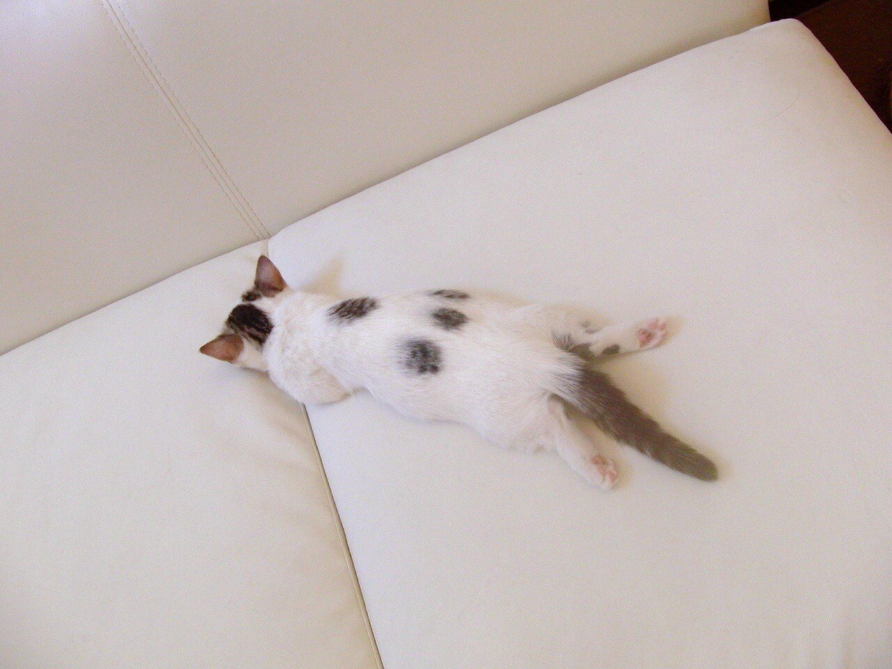 thtmsswas's profile picture. 