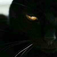 黒猫チョコ (@_around_forty) 's Twitter Profile