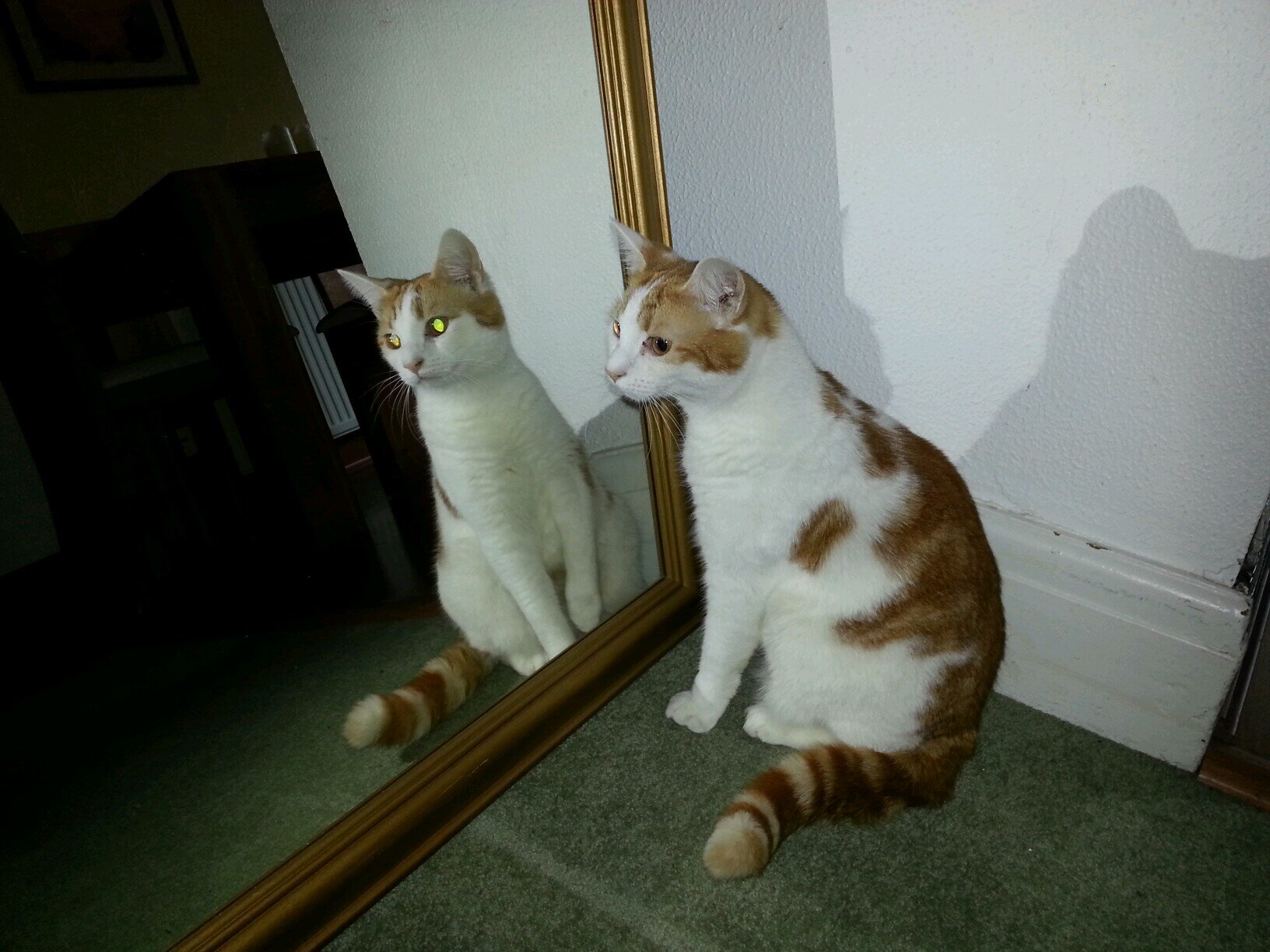 BobSqueakTheCat's profile picture. Meow meow squeak purrrr squeak!