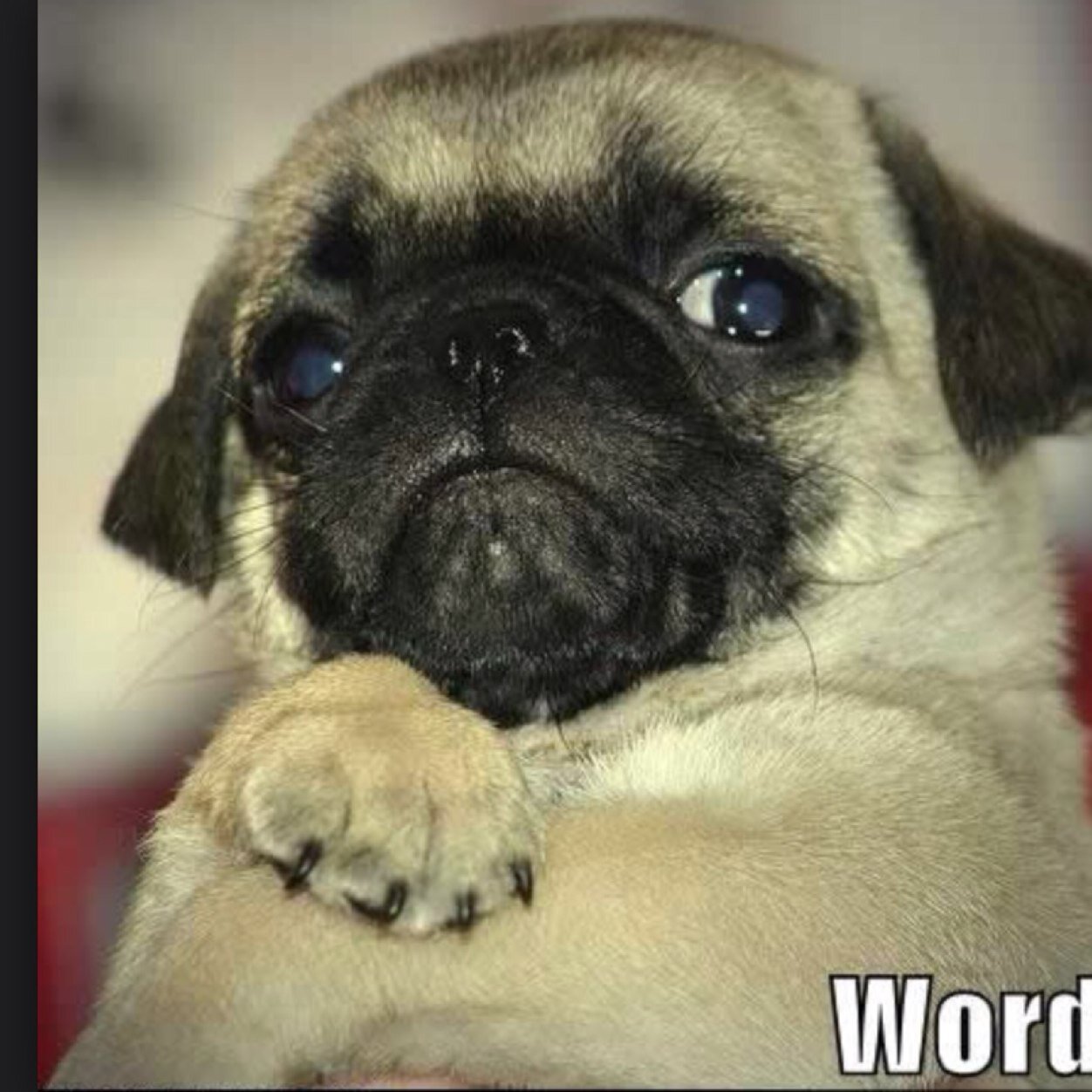 Animals are funny and you know it