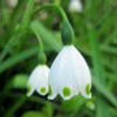 鈴蘭水仙 Snowflake4x Twitter 鈴蘭水仙 Snowflake4x Twitter