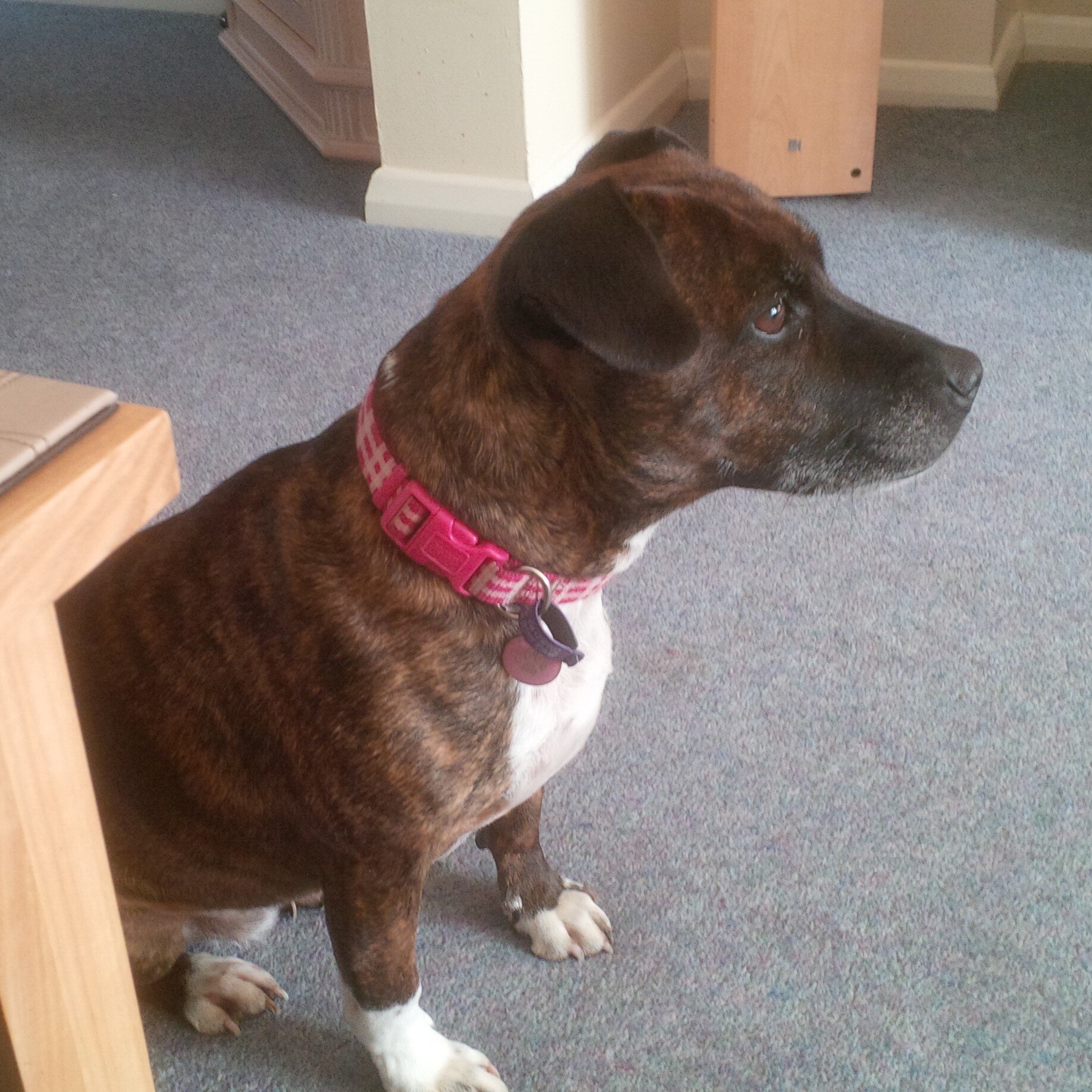 Executive based in Hampshire who owns a lovely cross Staffie who has been with me for over 6 years. She is nearly 8 years old and is so intelligent.