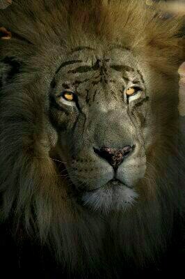 Beast Lord of Atlanta. Mated to Kate Daniels. Most power shapeshifter in the world. A First.