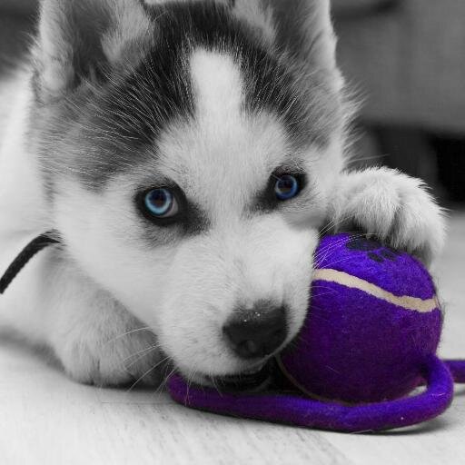 Anything you need to know about Siberian Huskies be it bathing, groom, behavior problem, feeding etc, we've got it all. For more information, visit our website.