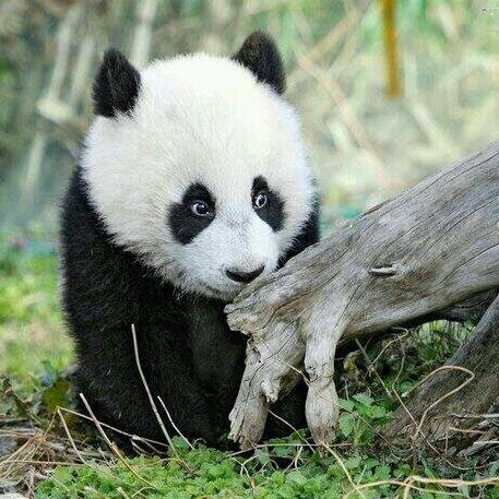 Leon_Leonidi's profile picture. 