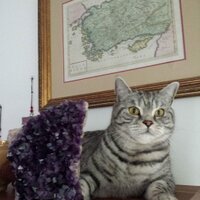 Ayşegül Nazik (@aysegulnazik) 's Twitter Profile