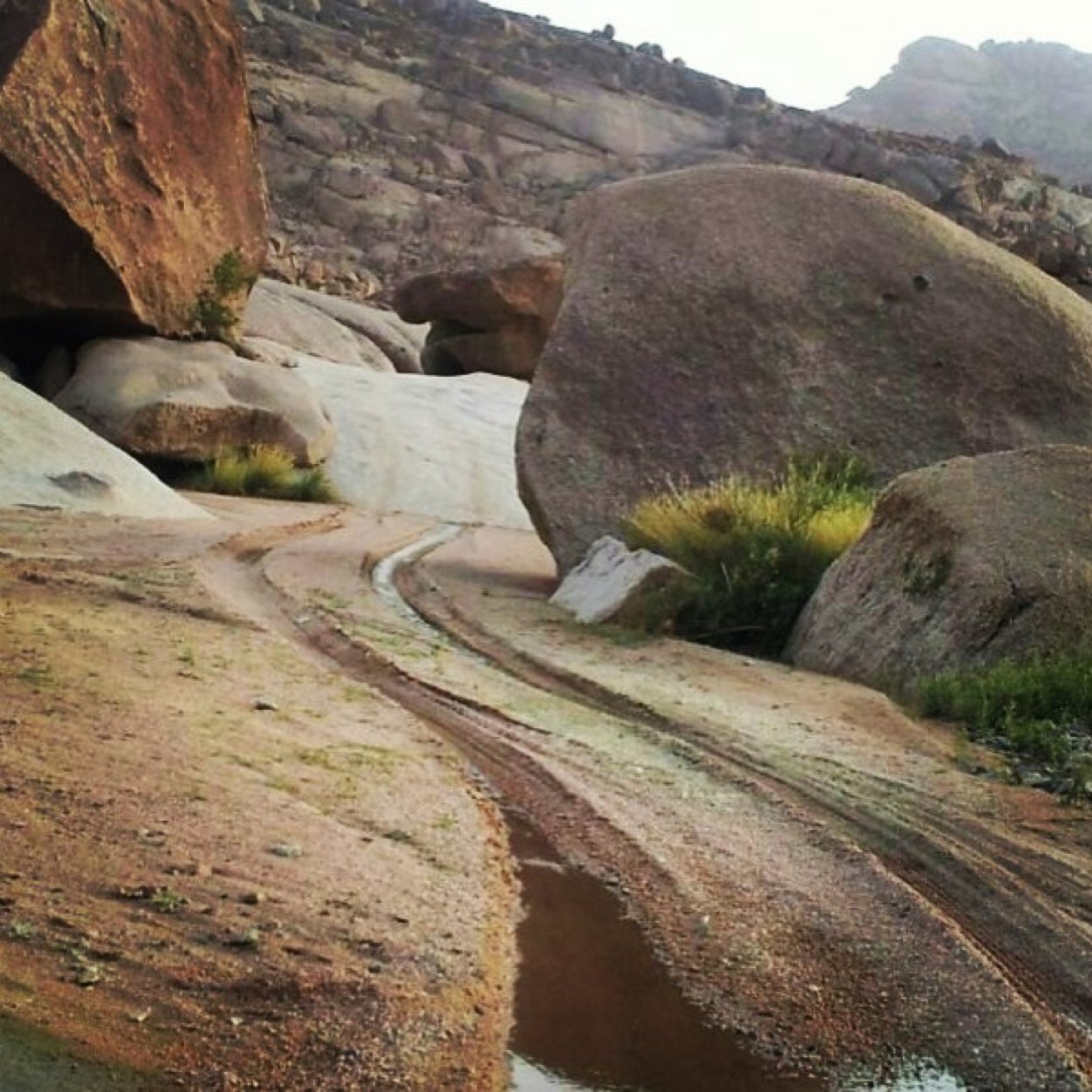 الامواه