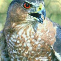 vereceksenekle izmir (@vereceksen) Twitter profile photo