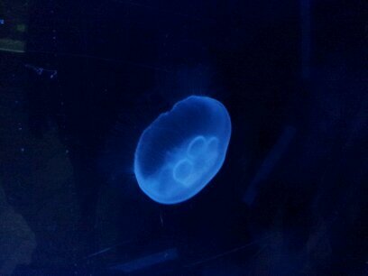 Rosky_88's profile picture. Licenciado en contaduria. 🇺🇸🇻🇪