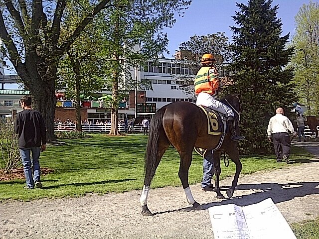 MyckieN's profile picture. Thoroughbred racehorse trainer since 1988