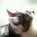 猫蓮崎㍍ (@1025ice) Twitter