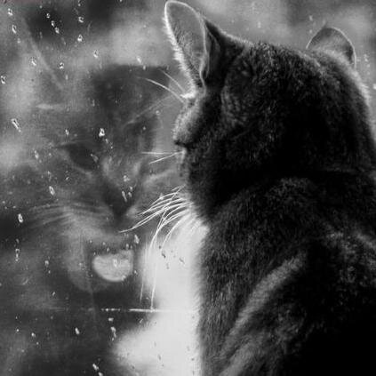 9531195z's profile picture. 