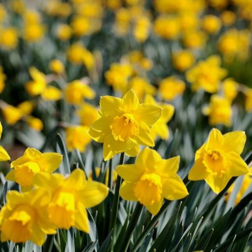 Dawn_Crisp's profile picture. 